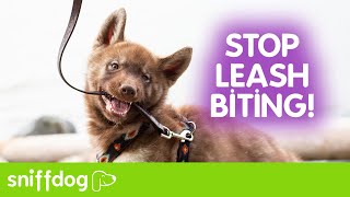 Stop Leash Biting: Dog Training