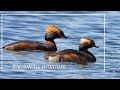 Wildlife birds / Savvaļas putni : RAGAINAIS DŪKURIS / Podiceps auritus /.