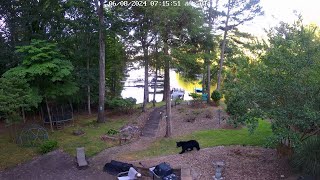 Caught on Camera: Bear strolls through Tega Cay backyard