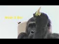 自由奔放女子 アニー 30 Free spirit girl Annie Gorilla