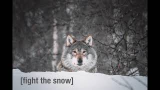Adult Swim Bump - Fight the Snow