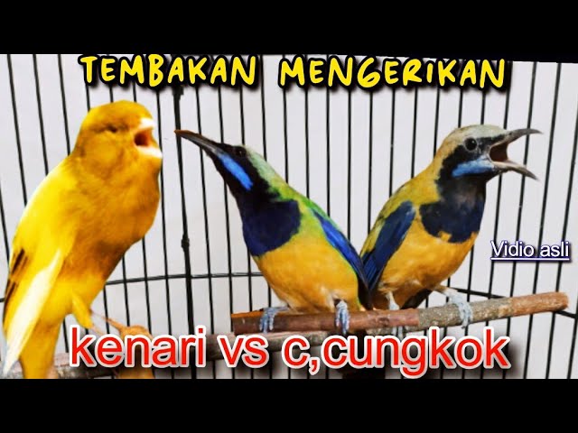 TEMBAKAN  MENGERIKAN  || CUCAK CUNGKOK VS KENARI class=