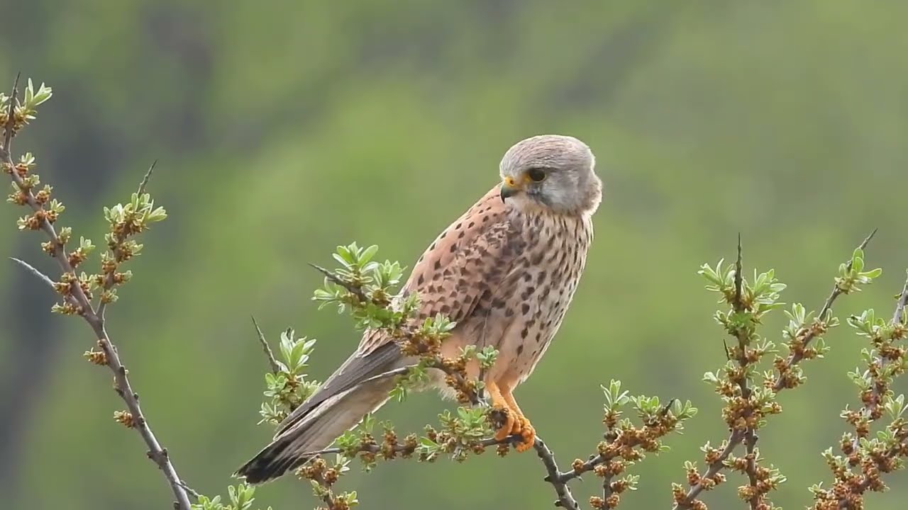 De scherpe blik van de Torenvalk | Natuur met Peter