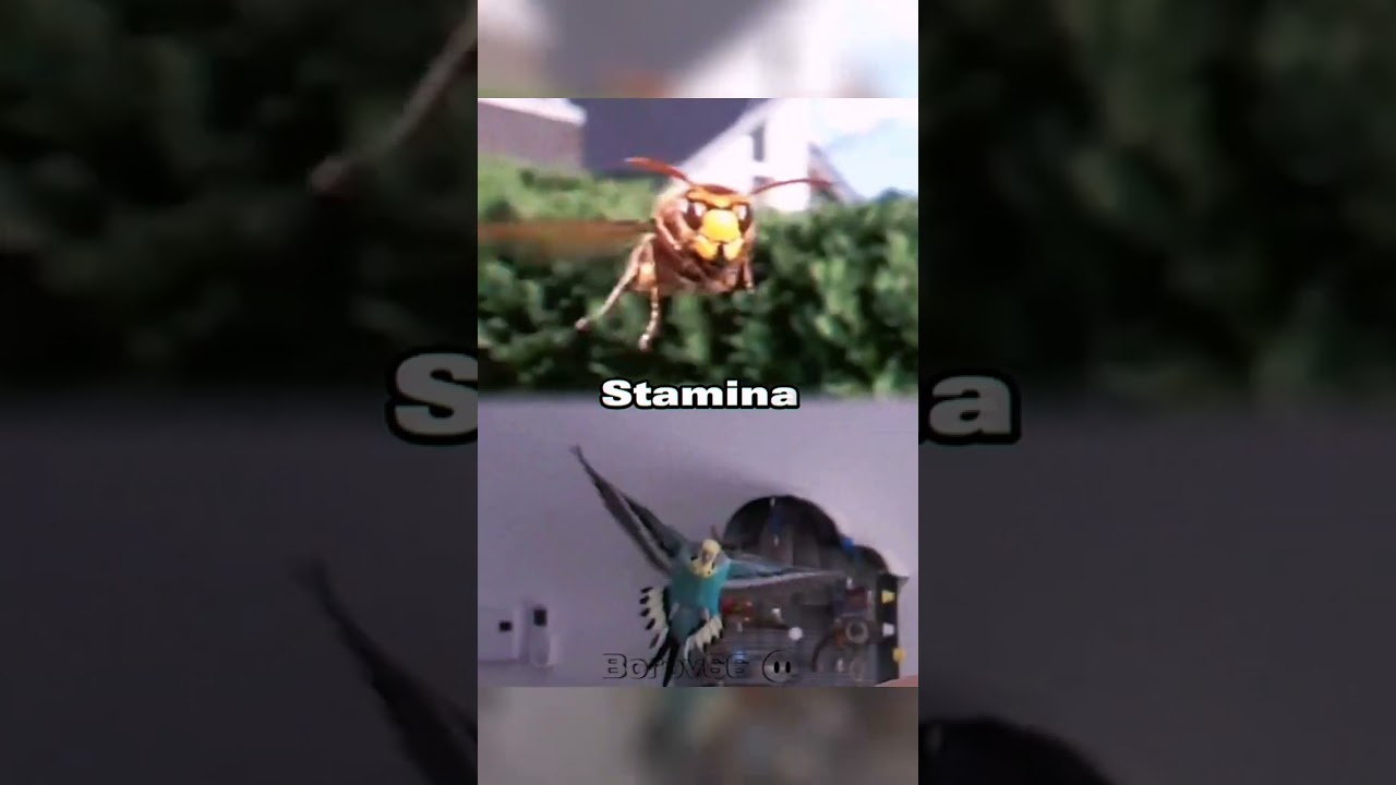 Hornet (Vespa Crabro) VS Budgie (Melopsittacus Undulatus) 