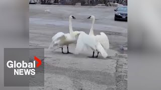 “Magical” reunion of Toronto swan pair goes viral