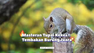 Masteran burung tembakan rapat, masteran tupai kekes #masteranburung #kicaumania