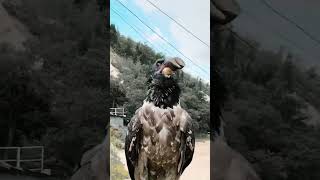 Sakallı Akbaba, Dünyada Esas Olarak Kemikten Oluşan Bir Diyetle Beslendiği Bilinen Tek Kuştur