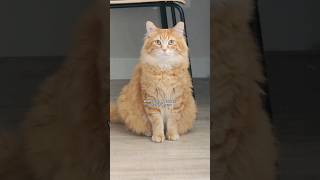 I Hope This Clarifies Things