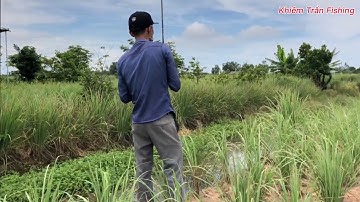 Câu cá lóc Tân Phú Đông Tập #37 cá ăn mạnh buổi sáng mà đóng toàn sẩy/khiemtranfishing