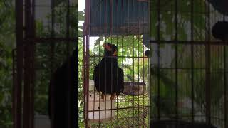 សត្វសារិកាកែវ វង ចេះនិយាយ love bird in Cambodia can speak / amazing bird