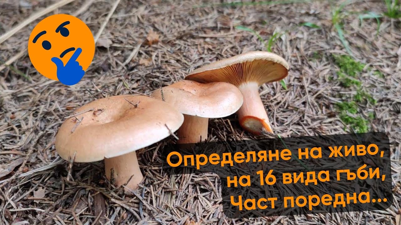 Определение дикорастущих грибов в лесу.