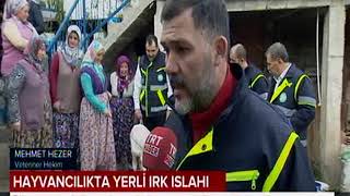 Bigadiçte Yerli Hayvan Irkına Piermontoza Aşısı