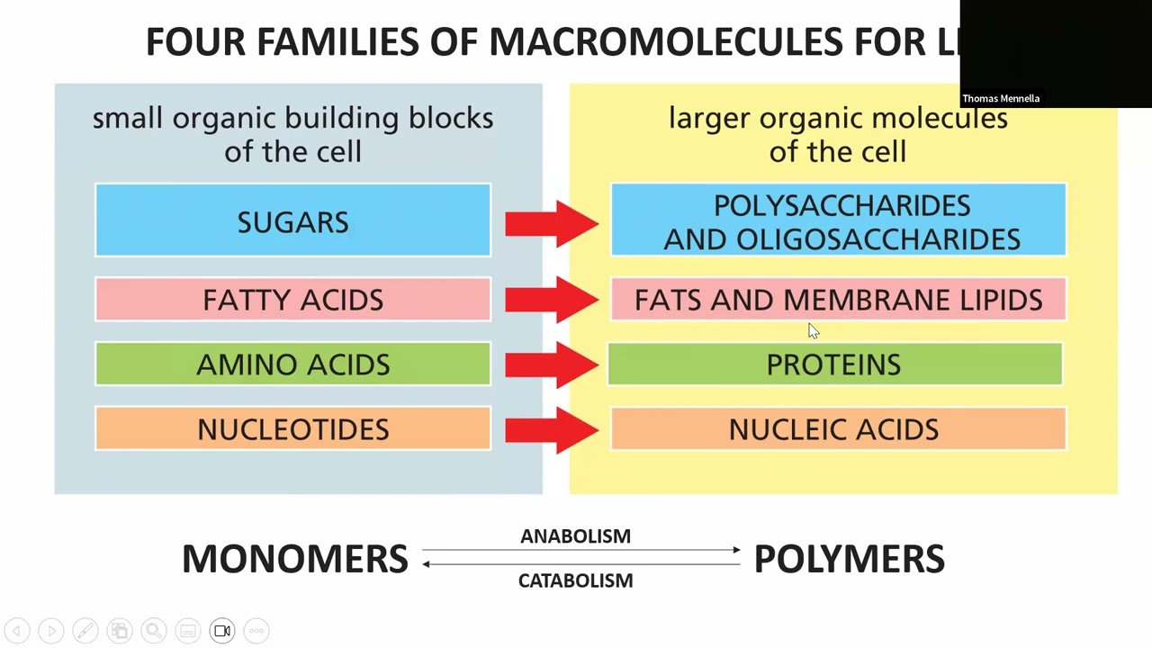 Lecture 3 Cellular Macromolecules Chap 2, Pt 2