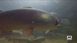 Cría de la trucha arcoíris en la piscifactoría de Zara y Delio | Trotacampos - CMM