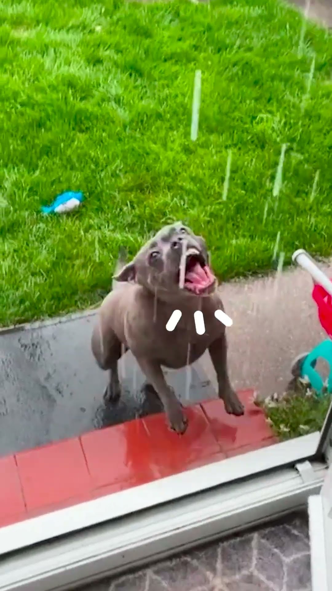 Pittie Leaps Outside Whenever It's Raining | The Dodo