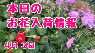 本日のお花入荷情報