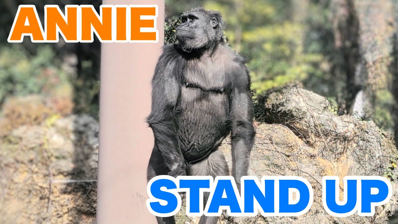 アニーちゃん、擬木の頂上で立ち上がる【Annie is standing at the top of the tree】(Annie & Gentaro) 2026.01.15