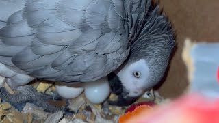 Jack the Parrot Laid an Egg (I Took Some Eggxruciating Risks)