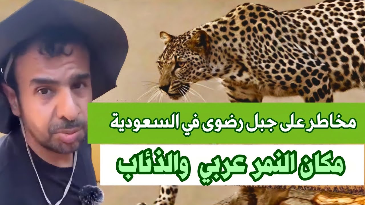 لوجود النمر العربي والذئاب .. الله ستر ولطف بنا من مخاطر الصعود على جبل رضوى