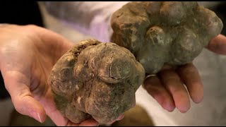 The finest Italian truffle dealer: a day during truffle season