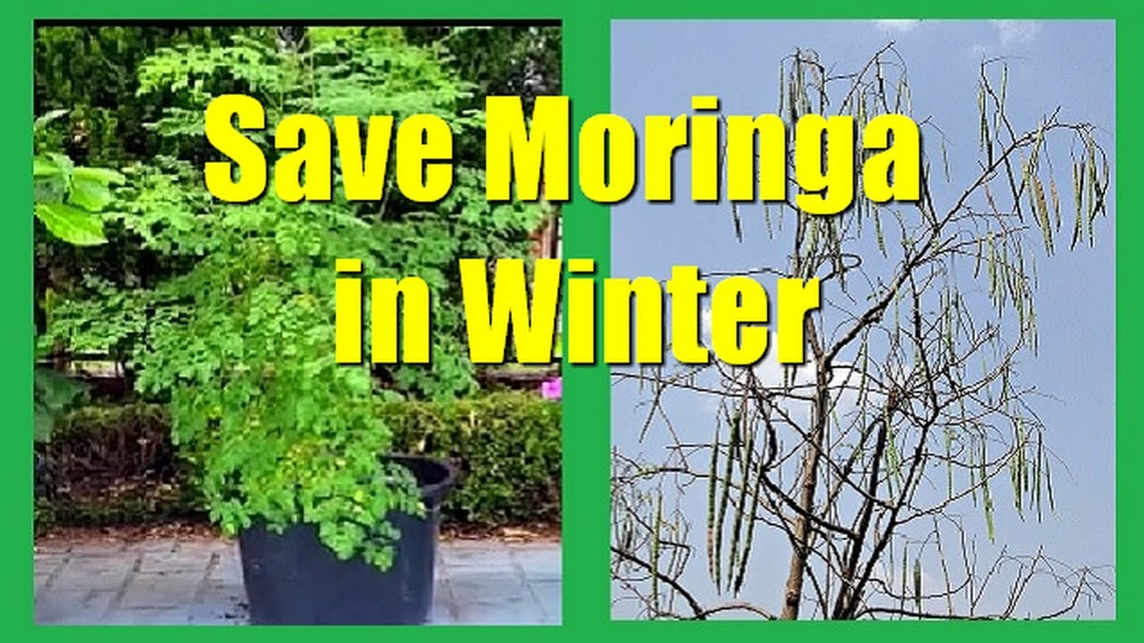 How To Save Moringa Tree In Winter How To Grow Moringa In Cold Climate
