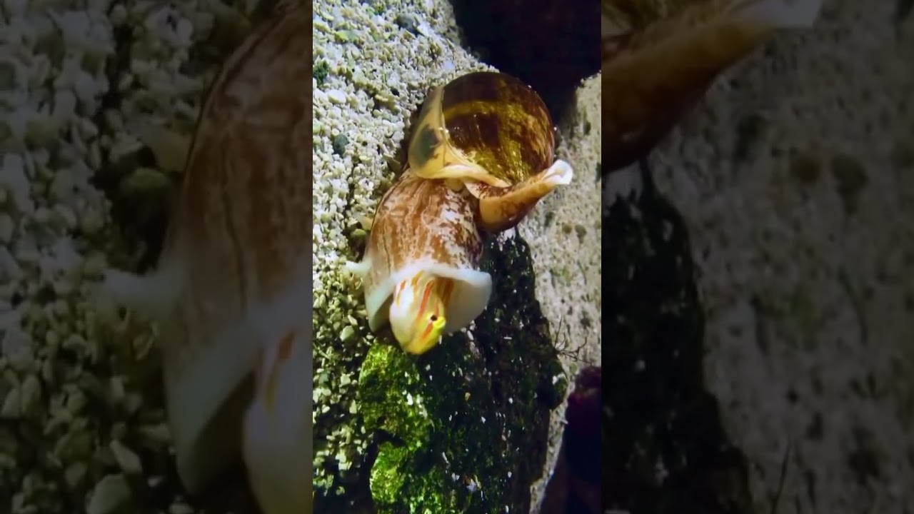 Cone snail eats a fish 