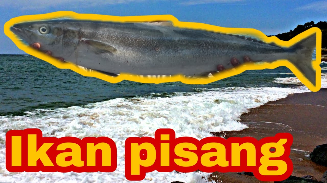 Ikan Pisang Pisang Rainbow Runner Youtube