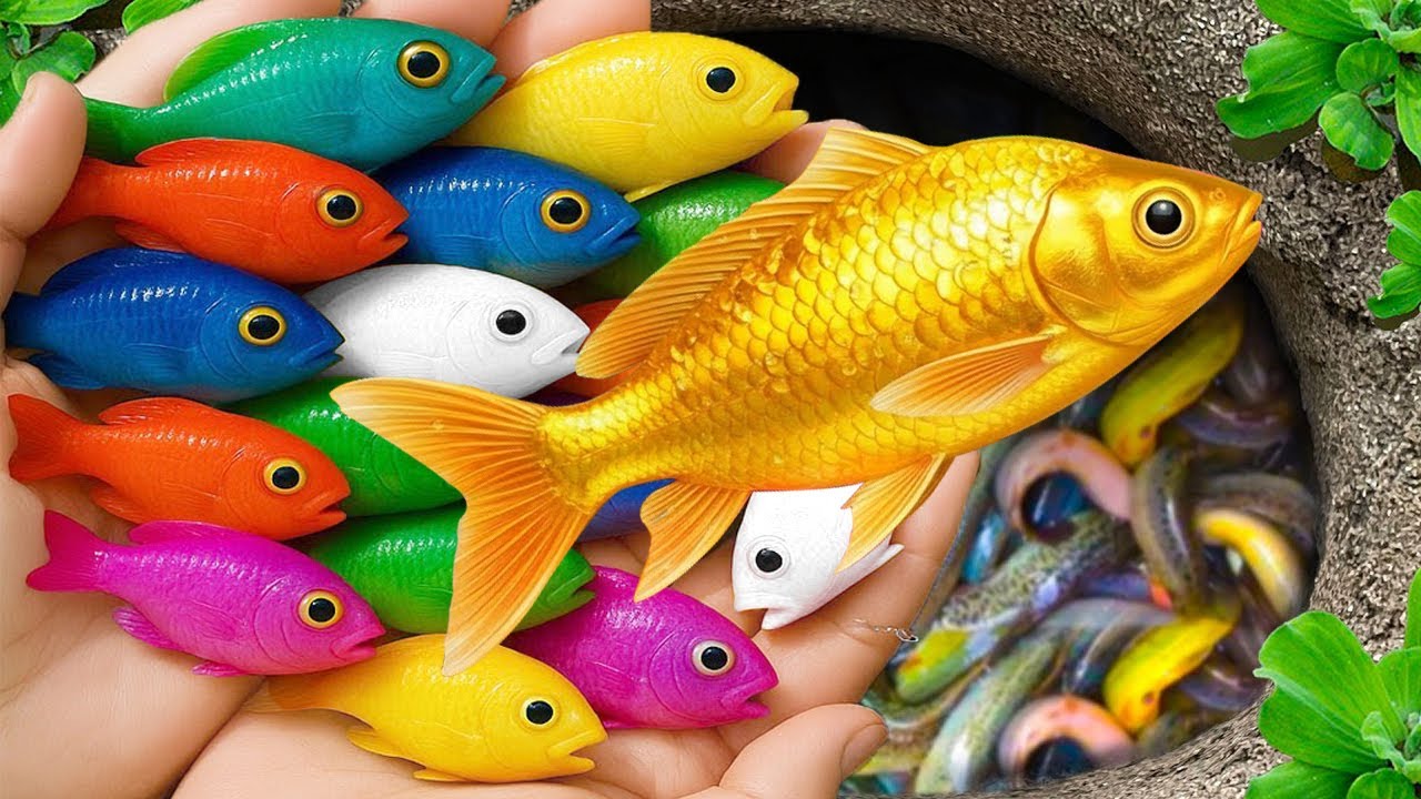 Catch beautiful aquarium fish in small pond colorful baby turtles, colorful fish, pencil fish, koi,