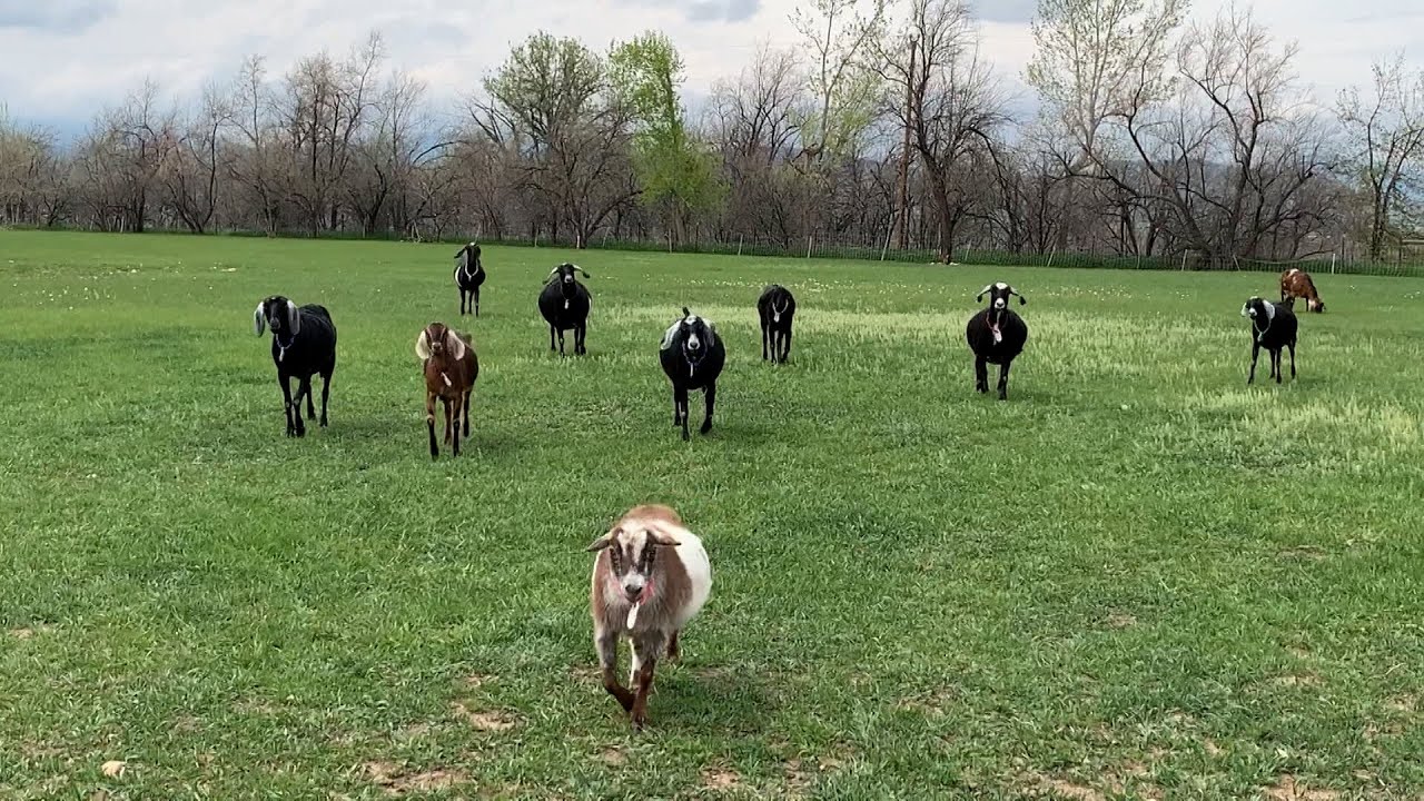 Goats 101