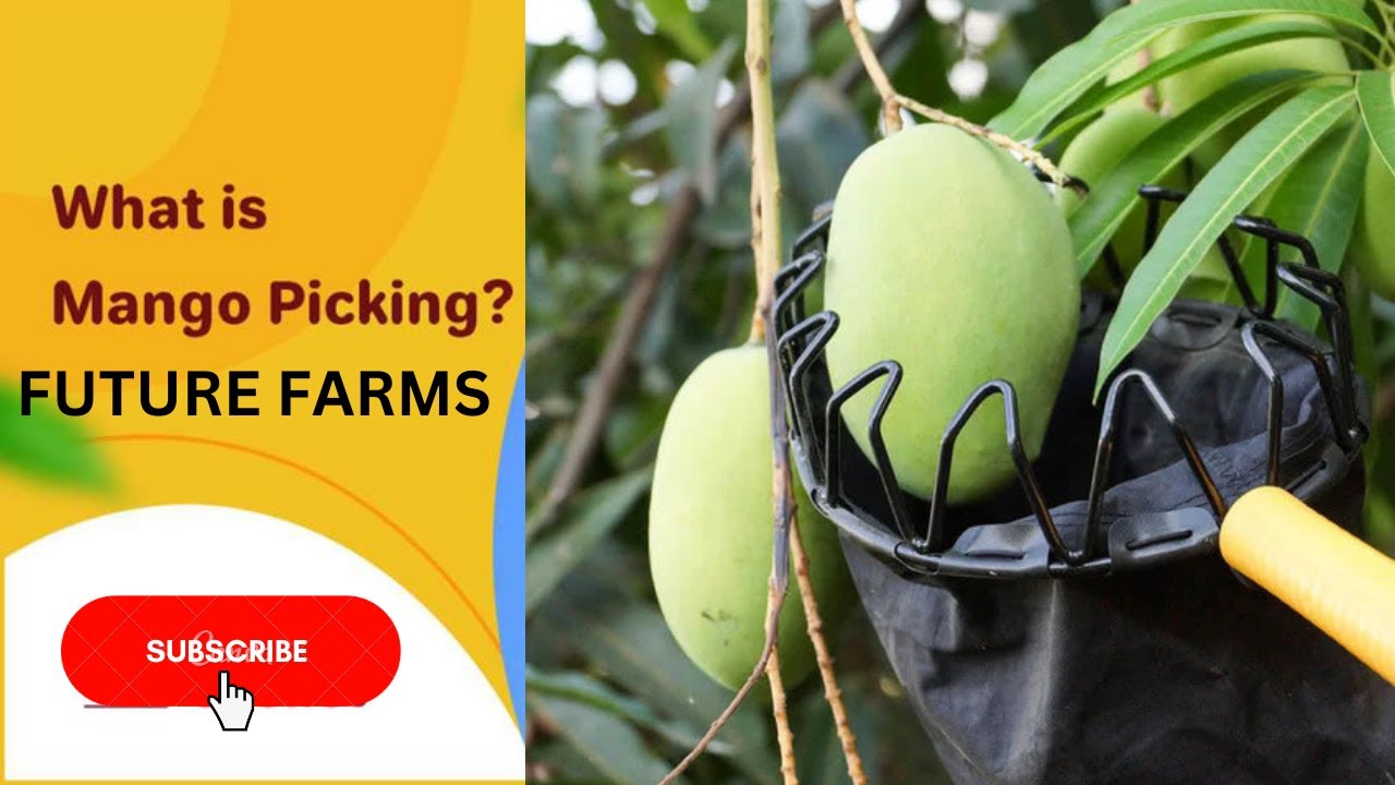 Mango picking from tree Mango harvesting & picking with best tool 