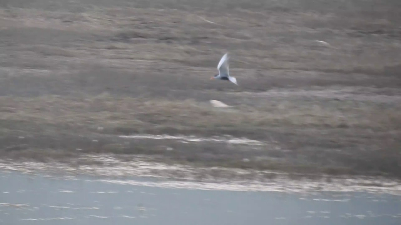 BLACK BELLIED TERN IN MALAMPUZHA RESERVOIR - 17TH DECEMBER 2016 