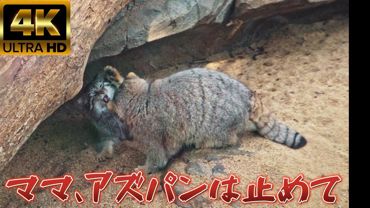 【マヌルネコ】アズちゃんの教育的指導😺