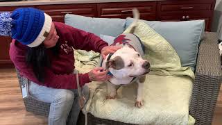 Pet Of The Week Kiki