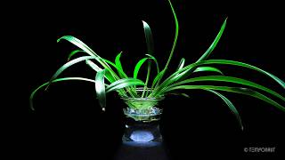 Spider Plant Propagation Time Lapse