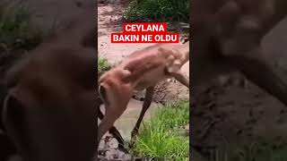 Ceylana Bakın Ne Oldu