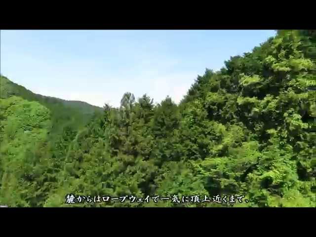 バードウォッチング