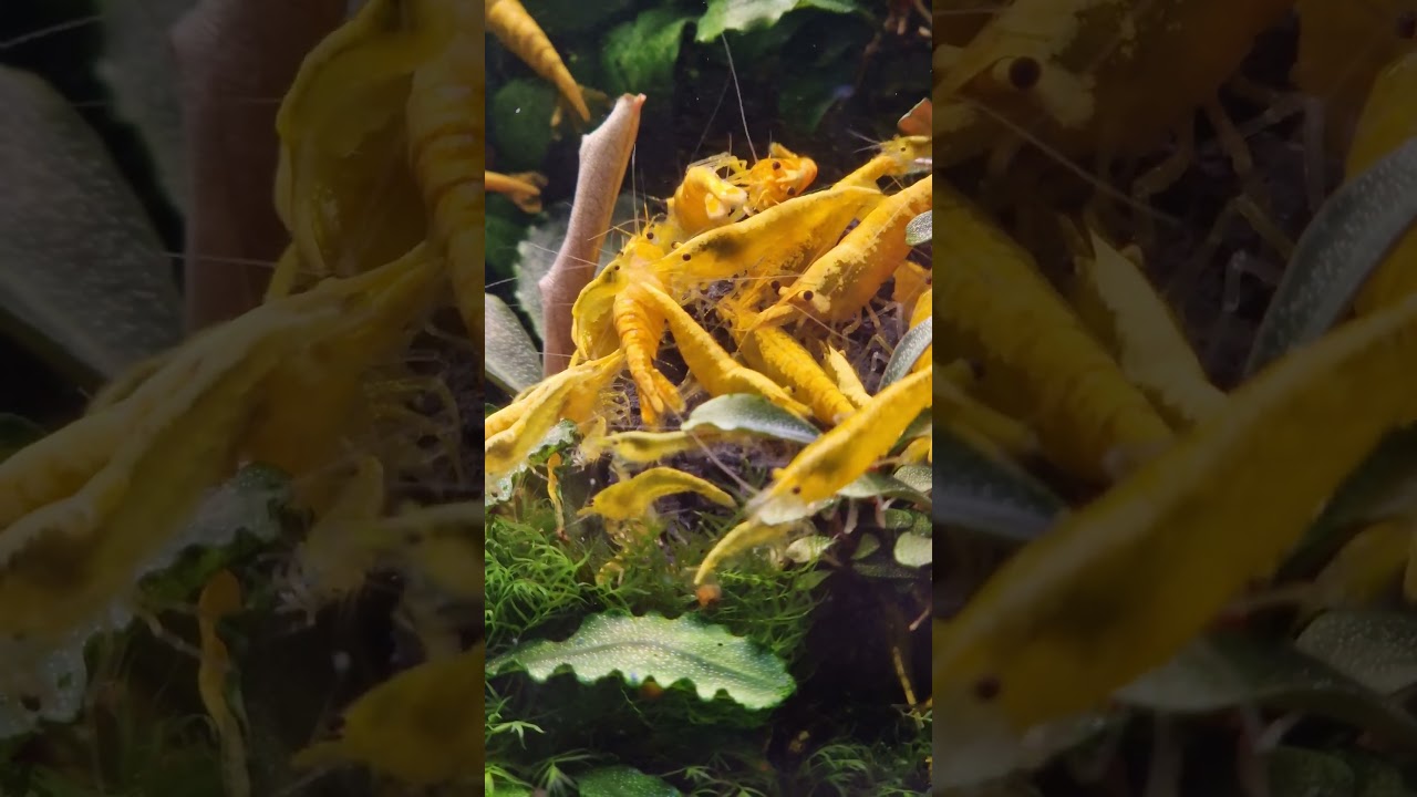 Yellow Fire Neon feeding