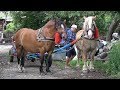 Caii lui Nea' Costel de la Cluj | Pregatire pentru expozitie - ep. 89 - 2018
