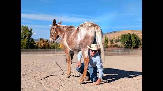 Lot #34 Showgirl "SUGAR" offered by Petersen Mule Company for Chrome In The Canyon Premier Mule Sale screenshot 5