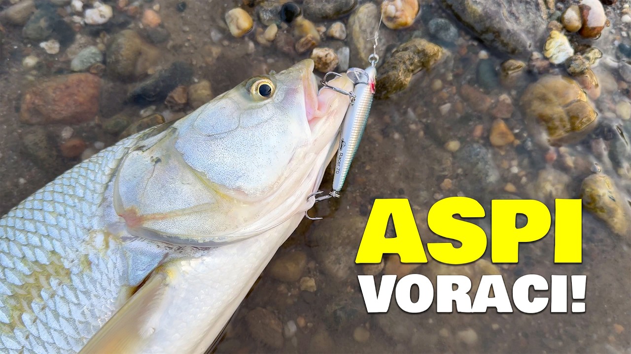 ASPI VORACI a spinning! MANGIATE IN DIRETTA!