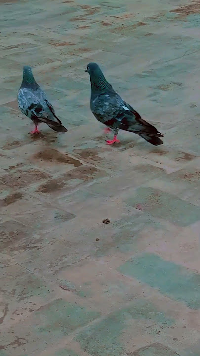 #shoq #kabutar 🕊️💔🕊️💔 #kabutarandekabdetehain 🕊️