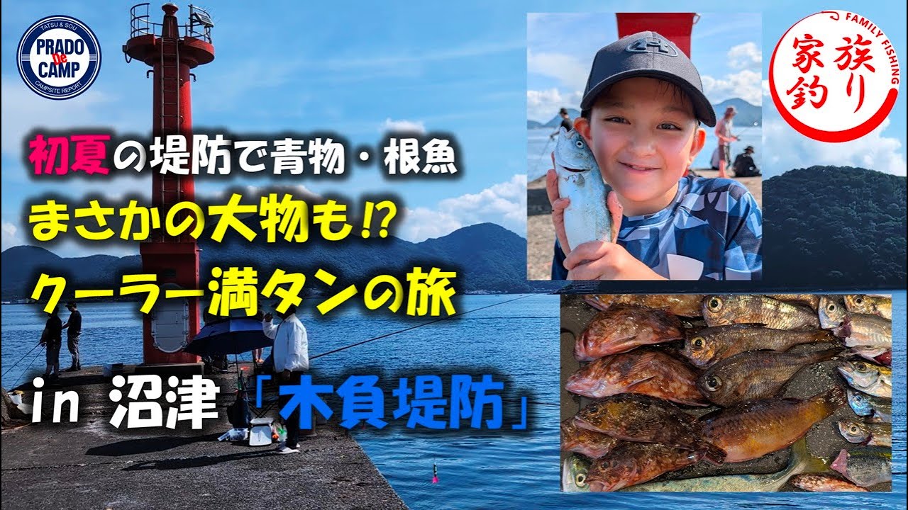 【25年6月末】鯖が大漁に釣れてる沼津『木負堤防（きしょうていぼう）』アジ・サバ・カサゴ・・・魚種が豊富で家族大満足♪初夏の伊豆堤防釣り