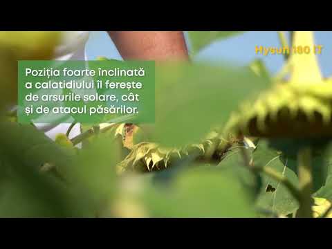 Video: Molie De Floarea-soarelui Deranjantă