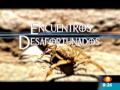 araÃ±as escorpiones y otras criaturas mortales en mexico