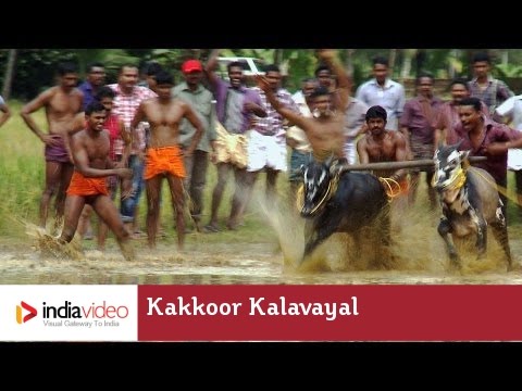 Kakkoor Kalavayal   the bull racing of Kerala  India Video