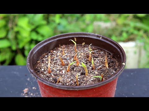种植香葱，多做一件事，长根长芽快