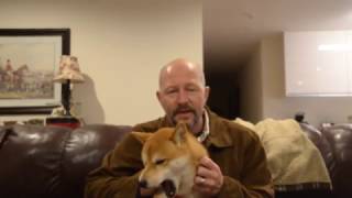 Getting A Shiba Inu Watch This First ??  The Truth And Being Real About What Your In For  2017