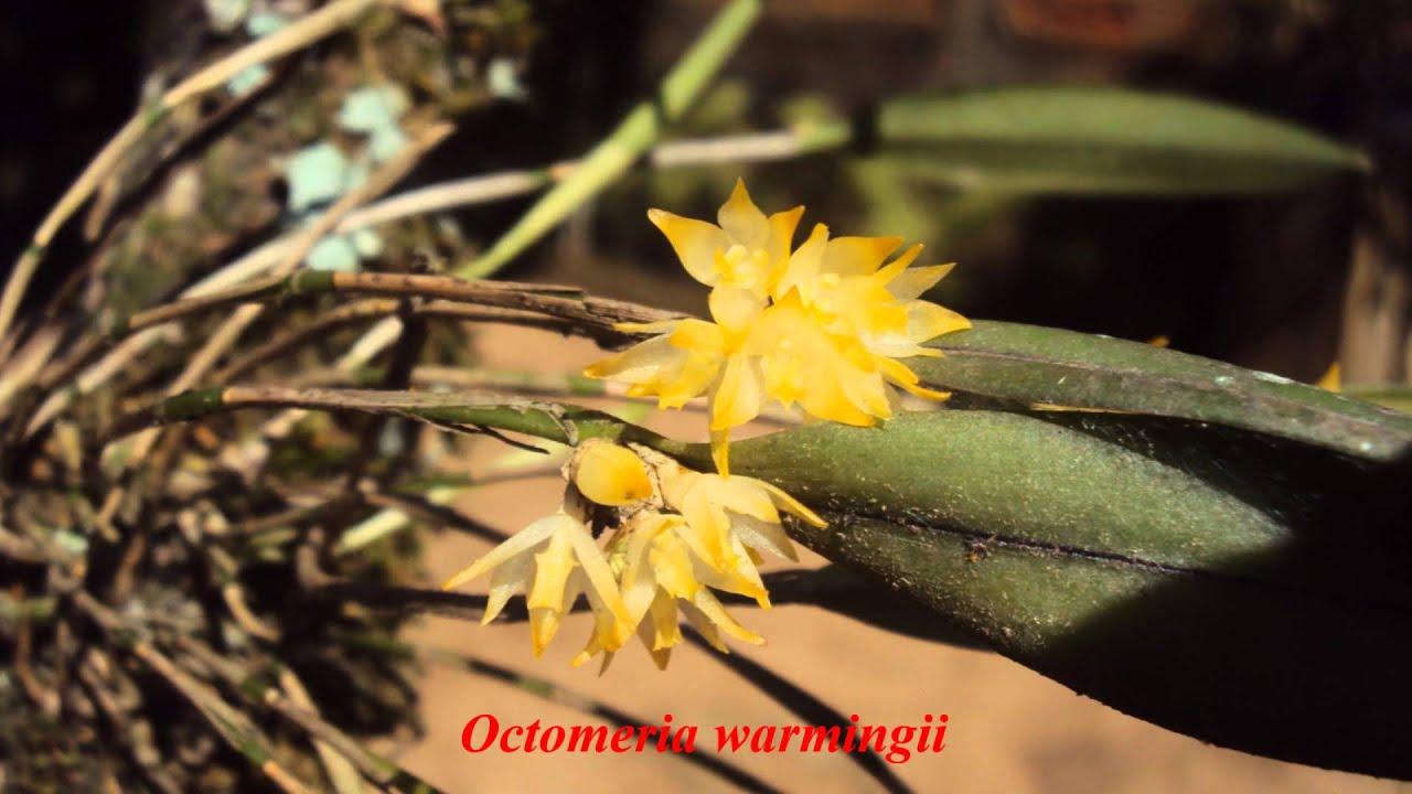 Orquideas nativas das matas de Benedito Novo - SC Parte II