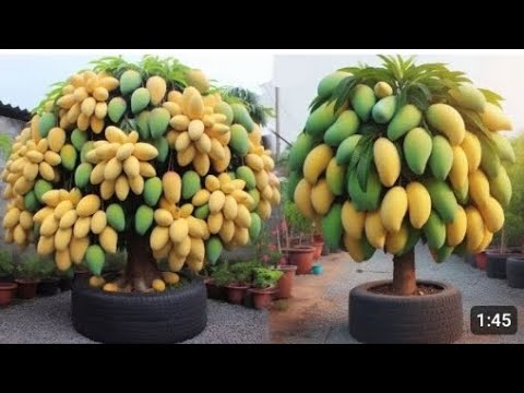 How To Grow A Mango Tree From. Seet In. 6.    Weeks _Easy _ Includes Time Lapse mango