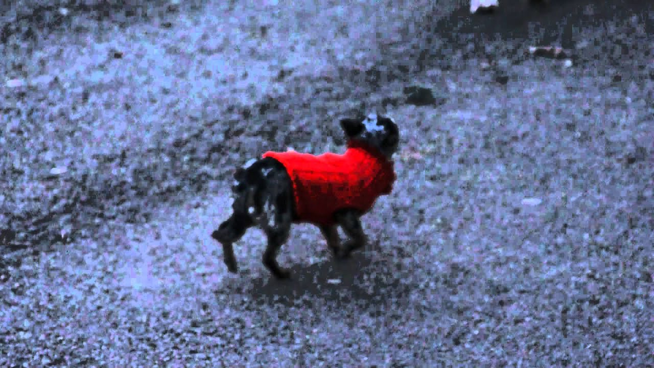 Il Cane Piu Piccolo Del Mondo Show Dei Record